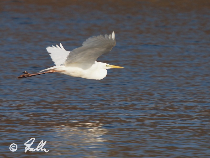 Casmerodius albus over a local pond   {3}   © Falk 2012