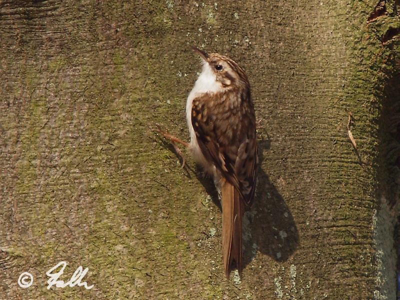 Certhia familiaris   {3}   © Falk 2012