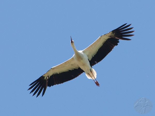 on a sunny day in spring, this stork is riding the currents over a local model airfield.   © Falk 2010
