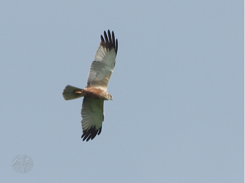 Circus aeruginous, male   {6}   © Falk 2011