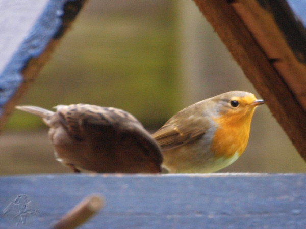 The Robin is shy but can wait until he get's his turn   {12}   © Falk 2009