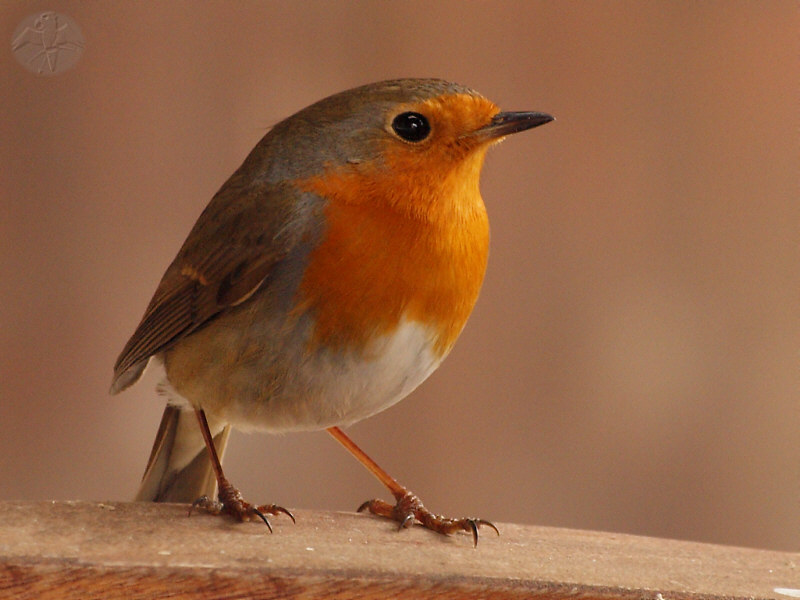 Erithacus rubecula   © Falk 2011