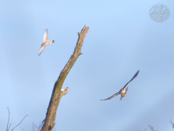 Falco peregrinus (f), chasing a Falco tinnunculus, after the later dared to disturb the former   {1}   © Falk 2010