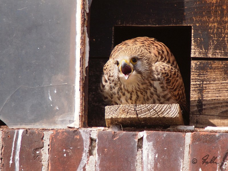 female Kestrel calling the male prior to mating   © Falk 2017