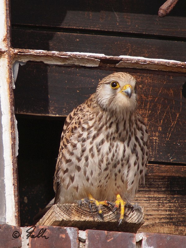 Kestrel (female), note feathers from prey on talons    © Falk 2017