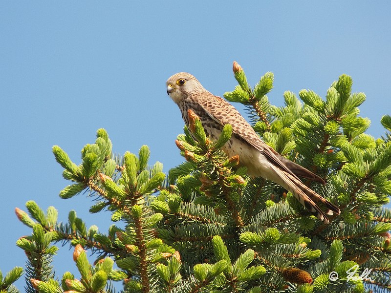 Kestrel (female) ontop a Fir in front of the house.   © Falk 2017