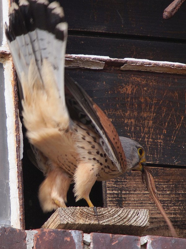 Kestrel (male) with Lacerta vivipara (female)    © Falk 2017