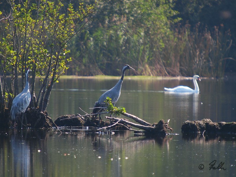 Grus grus   © Falk 2016