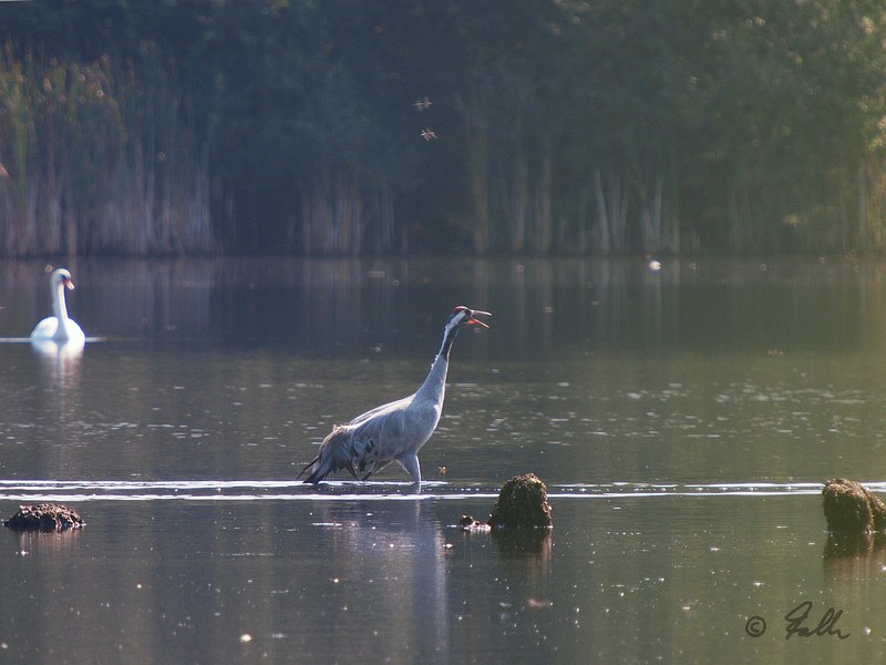 Grus grus   © Falk 2016