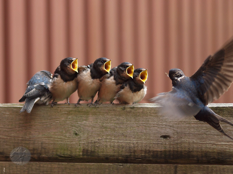 Hirundo rustica chicks begging for food   {6}   © Falk 2011