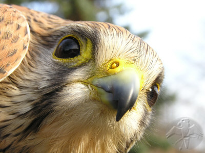 Falco tinnunculus   © Falk 2008