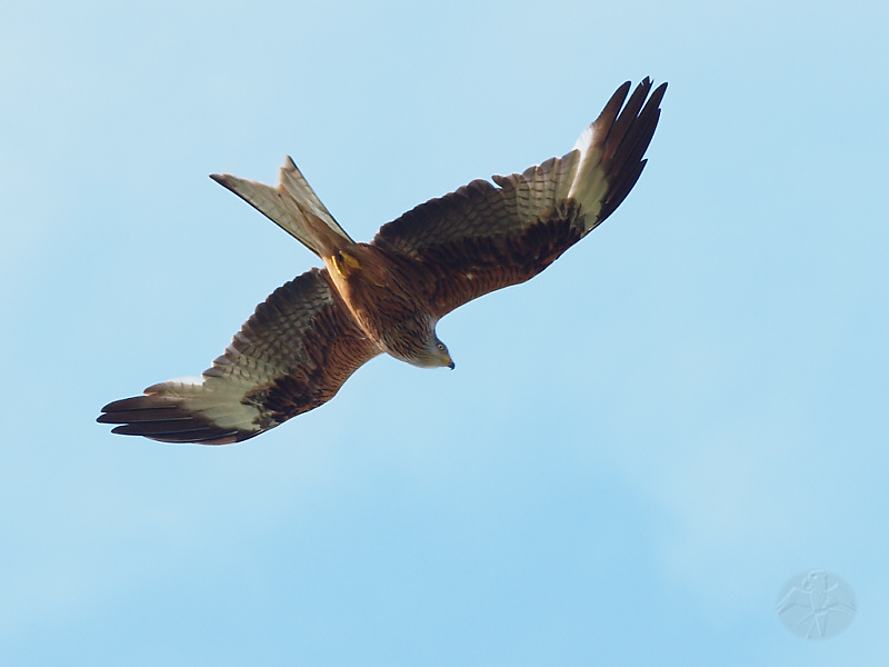 Hawks + Kites