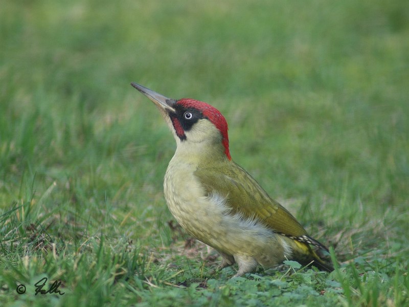 Picus viridis, male   © Falk 2016