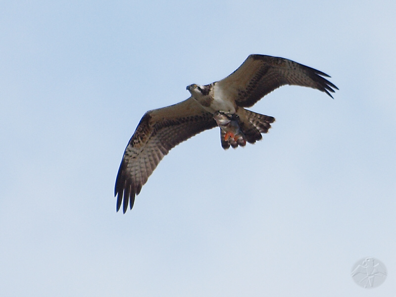 Pandion haliaetus with Perca fluviatilis   {9}   © Falk 2011