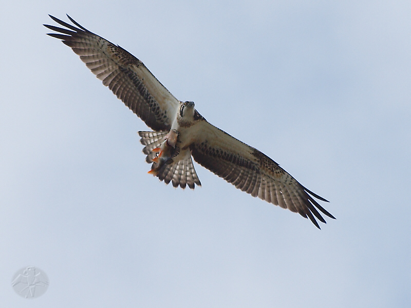 Pandion haliaetus with Perca fluviatilis   {9}   © Falk 2011