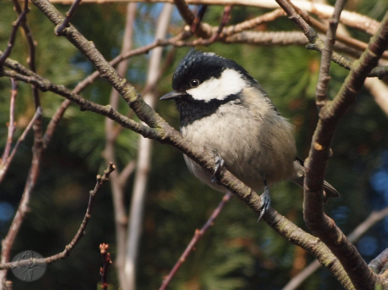 Parus ater   © Falk 2011