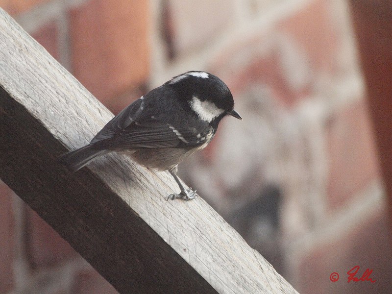 Parus ater   © Falk 2016