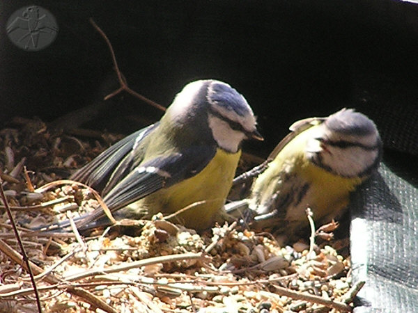 These two Blue Tits had a good fight above some left over seeds from my Parrot, which had been sitting around on the terrace together with other organic trash, waiting for lazy Falk to carry them away. See also the Siskins below, which liked the same stuff too.   © Falk 2006