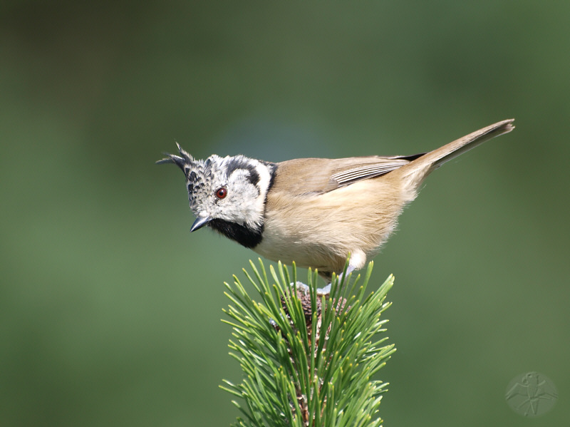 Parus cristatus   © Falk 2010