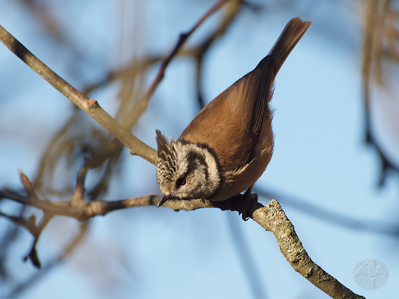 Crested Tit in my old Apple Tree    © Falk 2012