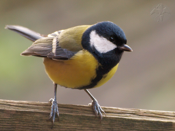 a great Great Tit   {11}   © Falk 2010