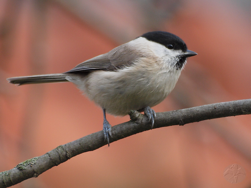 Marsh Tit   © Falk 2012