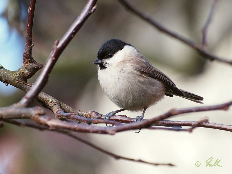 Parus ater   © Falk 2016