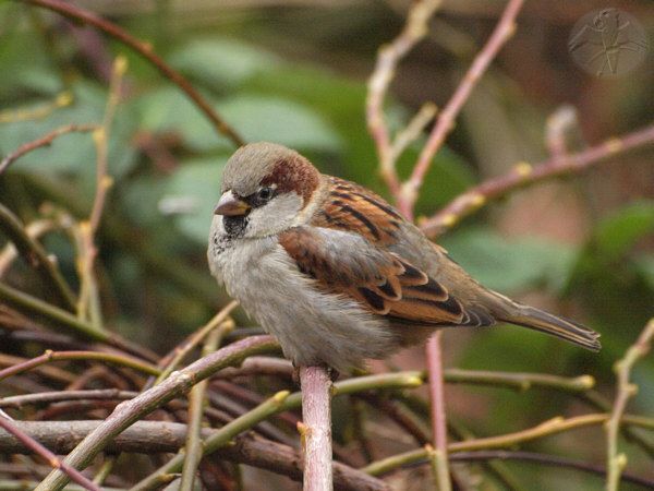 House Sparrow, male   © Falk 2009