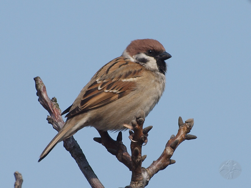 Tree Sparrow   © Falk 2011