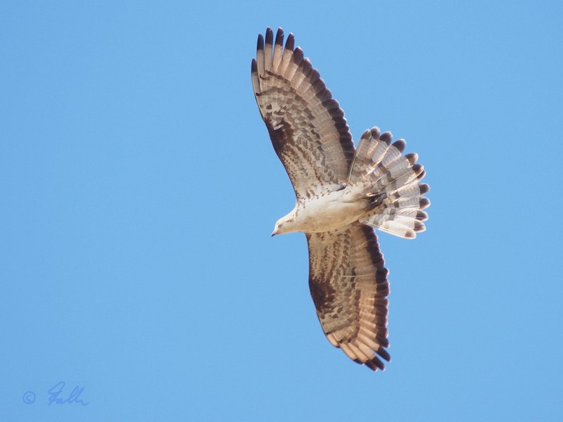 Honey Buzzard   © Falk 2017