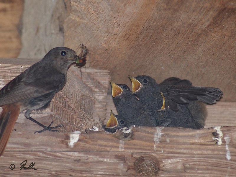 Phoenicurus ochruros Chicks being fed by Female   © Falk 2016