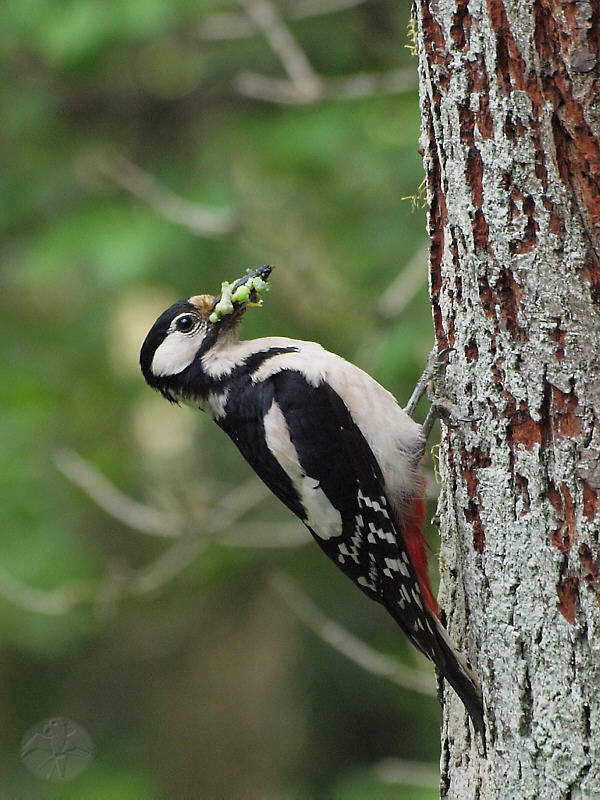 Great Spotted Woodpecker female   {5}   © Falk 2011