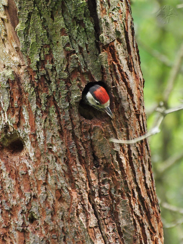 juvenile Great Spotted Woodpecker   {5}   © Falk 2011