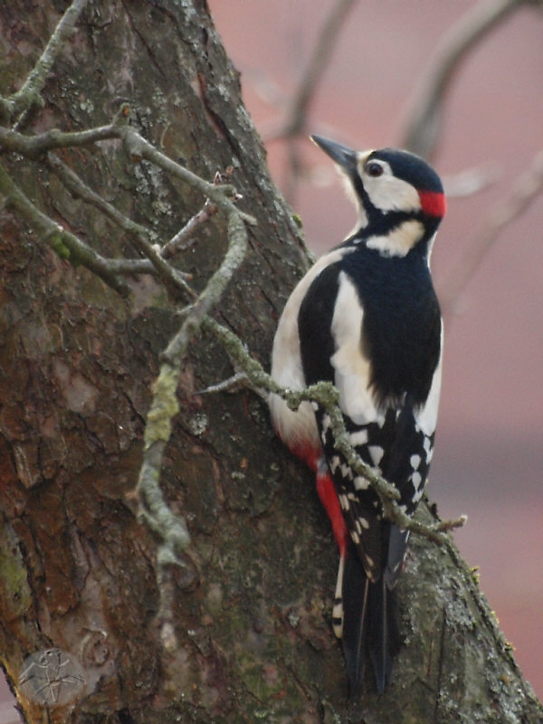 Great Spotted Woodpecker male   {12}   © Falk 2011