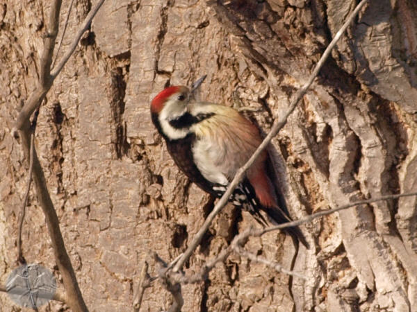 Middle Spotted Woodpecker   {12}   © Falk 2009