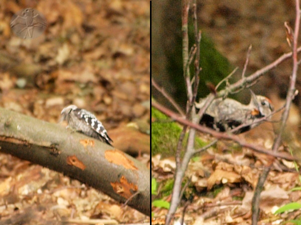 Lesser Spotted Woodpecker   {7}   © Falk 2010