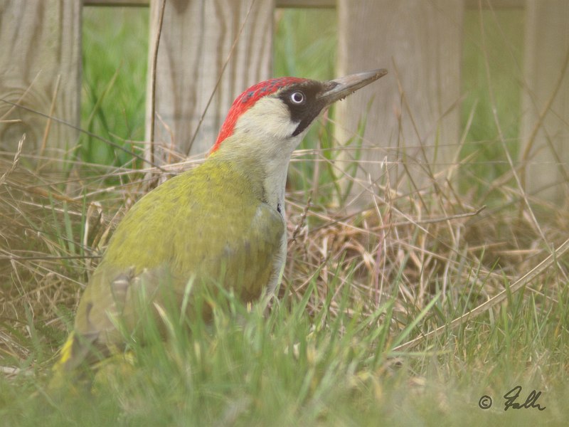 Picus viridis, female   © Falk 2016