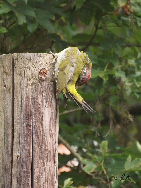 Green Woodpecker, immat.   © Falk 2017