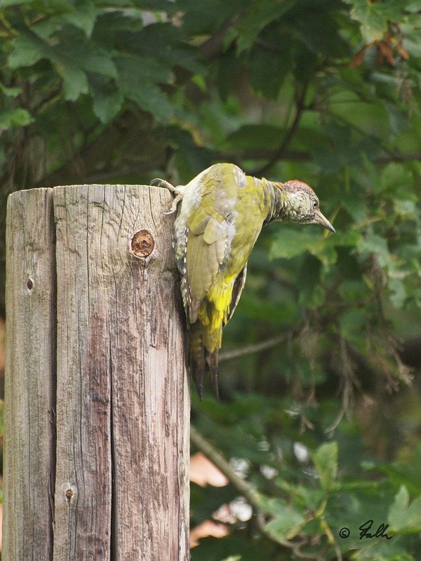 Green Woodpecker, immat.   © Falk 2017