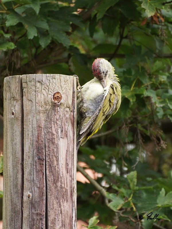 Green Woodpecker, immat.   © Falk 2017