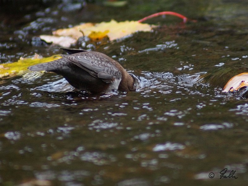 Cinclus cinclus   © Falk 2015