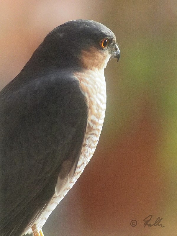 Accipiter nisus, male   © Falk 2015