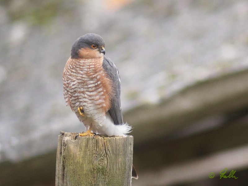 Accipiter nisus, male   © Falk 2015