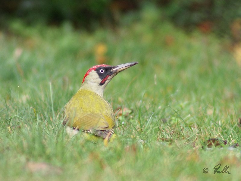 Picus viridis, male   © Falk 2015