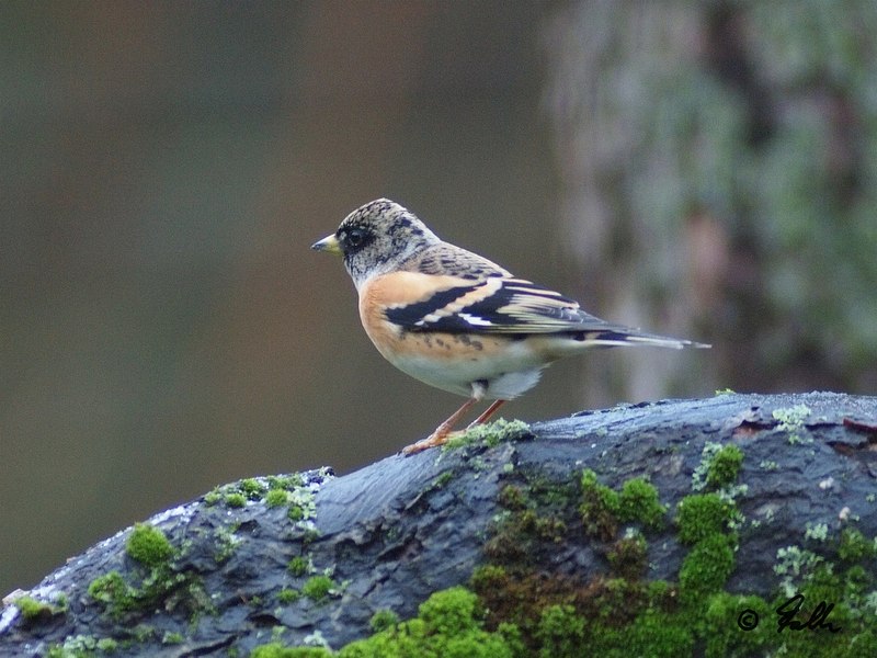 Fringilla montifringilla, male   © Falk 2015