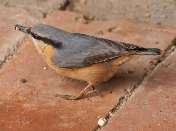 the Nuthatch on the ground   {11}.   © Falk 2010