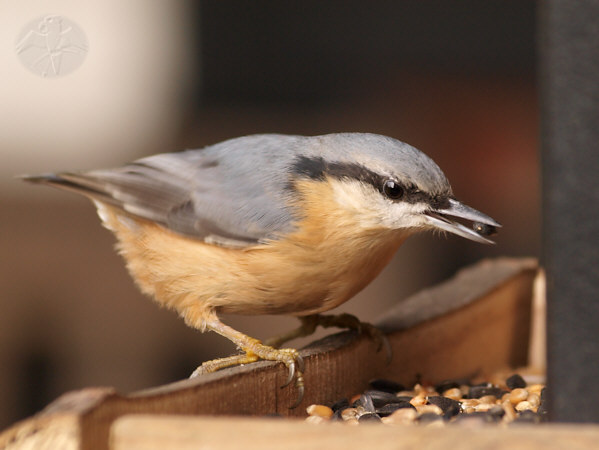 the Nuthatch at my feeder   {11}   © Falk 2010