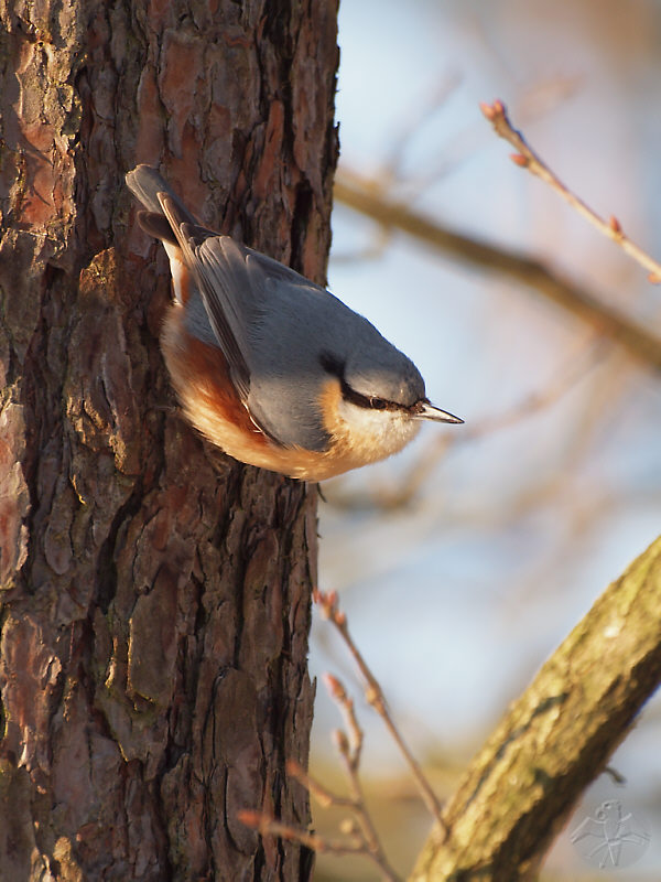 Nuthatch on Pine trunk   {1}   © Falk 2012