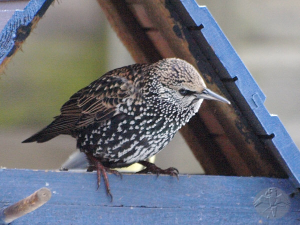 Starlings do not stay for the winter. However, some are late to leave or don't leave at all, or are back way to early and will sooner or later get some frost bite. Mid winter photo!   {1}   © Falk 2010