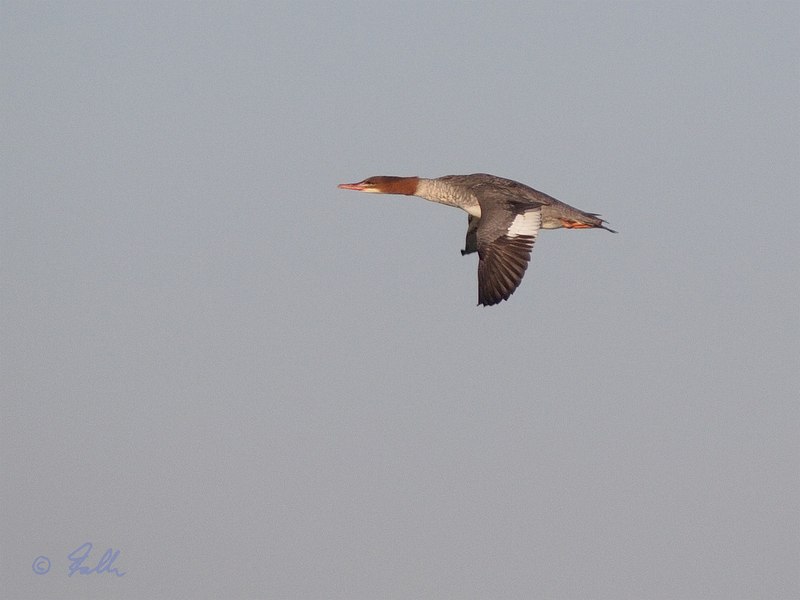 Goosander, female   © Falk 2016